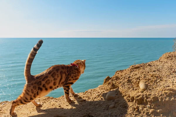 Bengal evcil kedisi yukarıdan denize bakıyor.