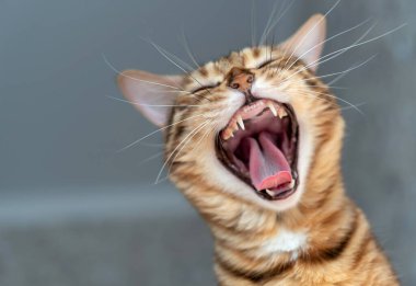 Bengal kedisi odada bulanık arka planda, sivri dişlerde ve dilde esniyor.