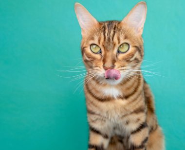 Bengal kedisi yedikten sonra yalıyor, yeşil arka planda izole edilmiş, stüdyo çekimi