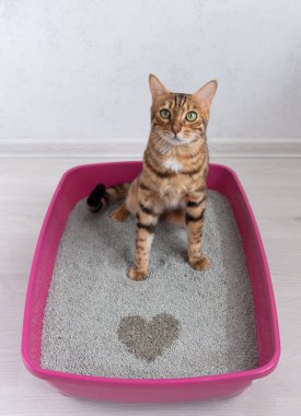 Bengal kedisinden sevgililer günü hediyesi, kedi aşkını ifade ediyor.