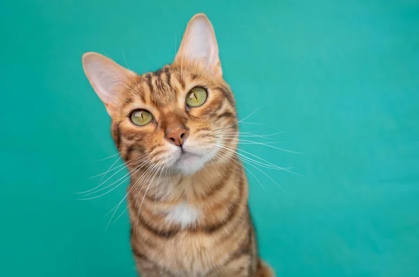 Charming Curious Bengal Cat Isolated Green Background — Stock Photo, Image