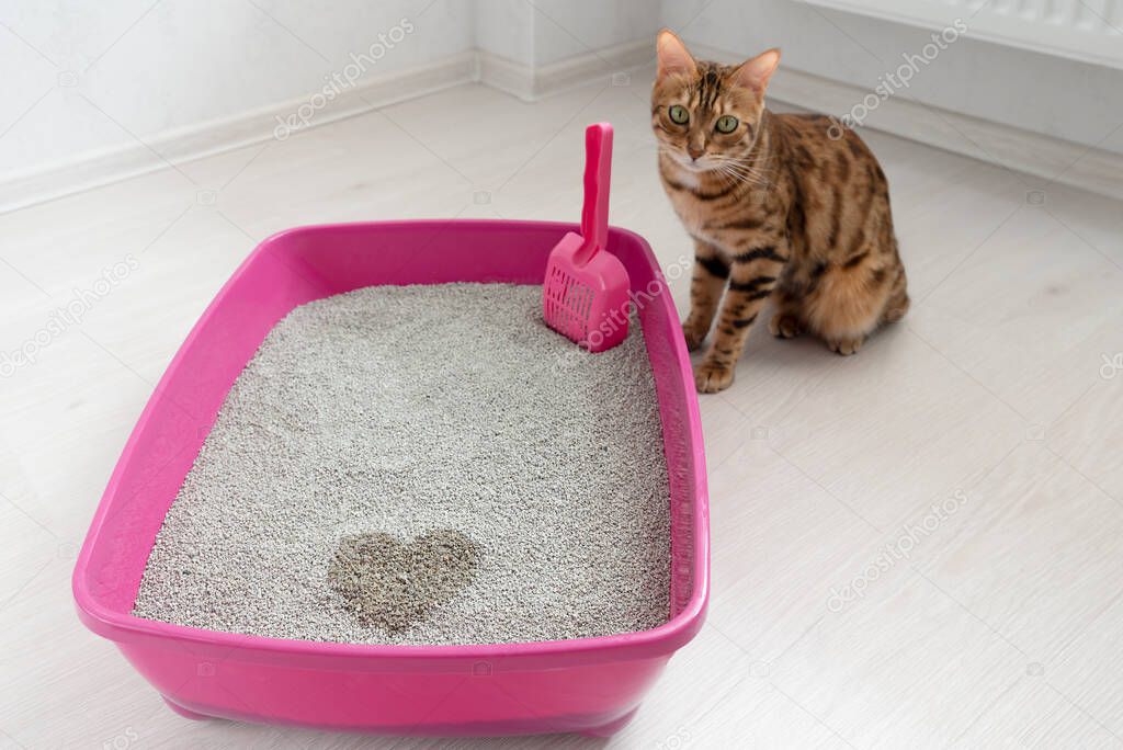 Bengal cat gift in the shape of a heart in a tray with filler, focus in the foreground