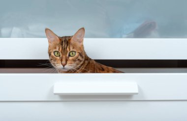 Bengal kedisi beyaz bir dolabın çekmecesinde oturuyor.