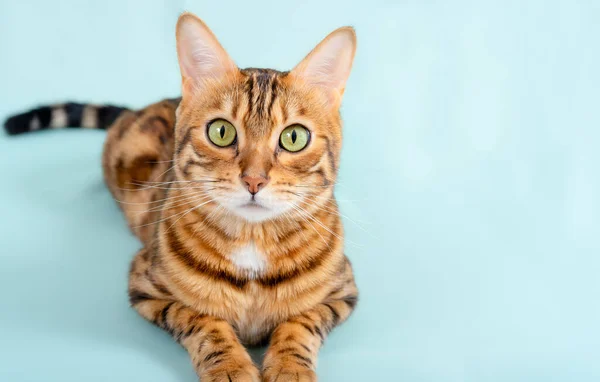 Bengalische Katze Liegt Auf Türkisfarbenem Hintergrund Porträt Einer Niedlichen Hauskatze — Stockfoto