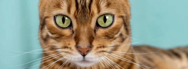 Großaufnahme Der Grünen Augen Der Bengalkatze Auf Grünem Hintergrund — Stockfoto