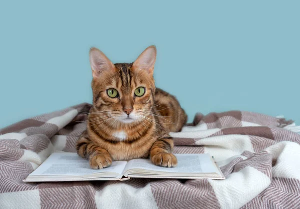Açık bir kitap ve ekose bir battaniyenin üzerinde sevimli Bengal kedisi.