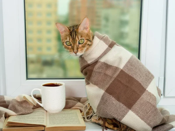 A Bengal cat sits by the window, covered with a warm checkered scarf. Next to an open book and a cup of tea