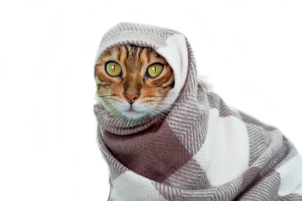 披着衣服的猫 披着温暖的格子披肩的袋猫 被白色的背景隔开 — 图库照片