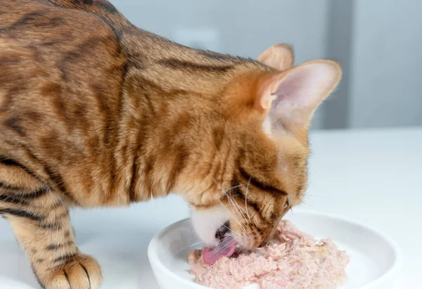 Close-up of a Bengal cat eating canned cat food from a white ceramic plate on the floor. The Bengal cat loves canned wet tuna.