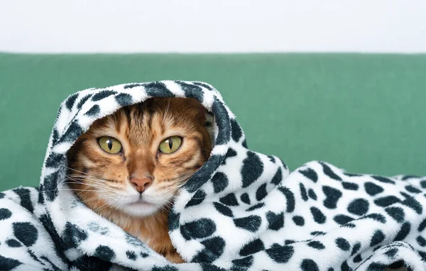Takaróval Vagy Skótkockával Borított Bengáli Macska Meleg Skótkockába Csomagolva — Stock Fotó