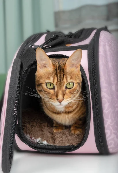 Gato Bengala Sentado Una Bolsa Transporte Rosa Para Mascotas — Foto de Stock