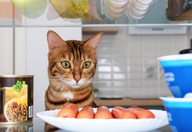 Komik Bengal kedisi buzdolabındaki bir tabak sosise iştahla bakar.