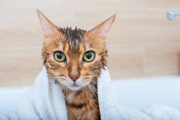 Wet Bengal cat after washing with a white towel draped over his shoulders