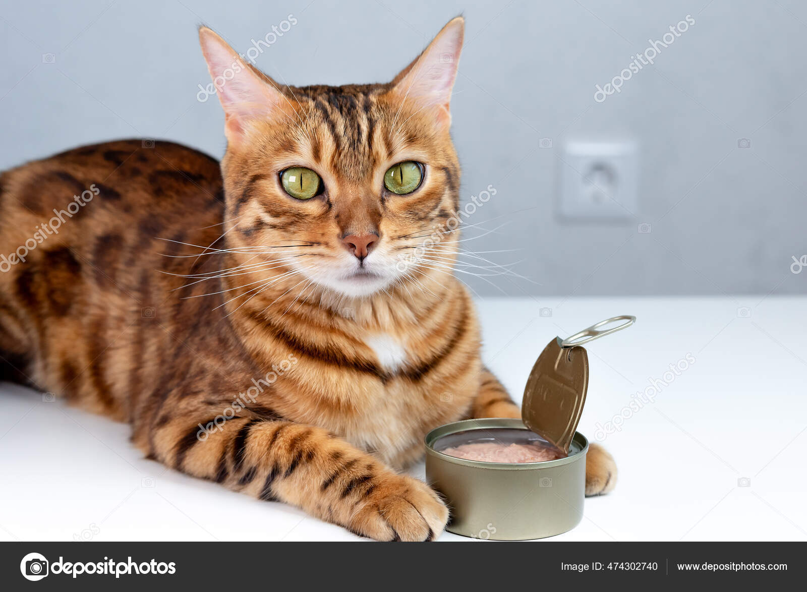 Bengal Cat Canned Tuna Tin Pet Feeding Concept — Stock Photo © Svetlana Rey 474302740