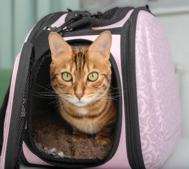 Odada hayvan taşımak için Bengal kedisi ve pembe çanta.