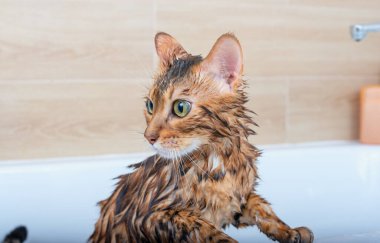 Bengal kedisi beyaz bir banyoda yıkanır. Yıkandıktan sonra ıslak kedi..