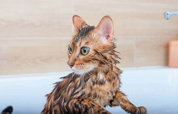 Bengalische Katze Wird Einem Weißen Bad Gewaschen Nasse Katze Nach — Stockfoto