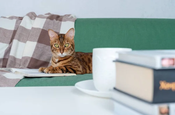 Calm and relaxed bengal cat rest on the sofa with a book, a cup of tea and a stack of other books on the coffee table in the living room
