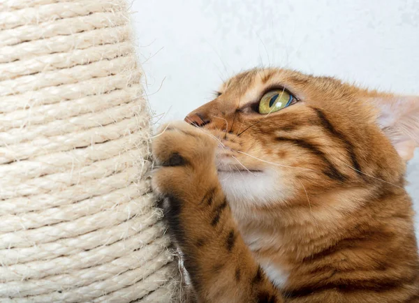 Close-up of a Bengal cat scratching its claws on a sisal scratching post