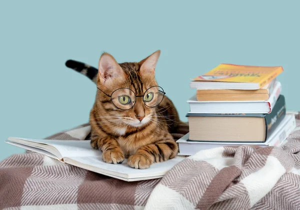Gato Bengala Engraçado Óculos Lendo Livro Conceito Educação — Fotografia de Stock