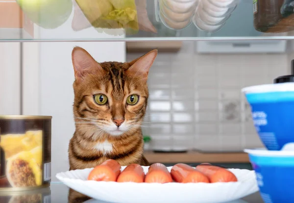 Buzdolabında komik bir Bengal kedisi bir tabak sosise bakıyor. Beslenen hayvanlar