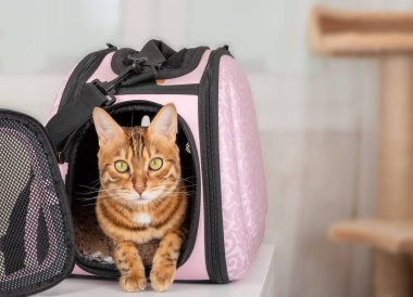 Bengal kedisi özel pembe bir kafeste ya da hayvan taşıyıcıda