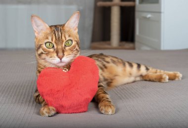 Yatak odasındaki yatakta oyuncak kalbi olan sevimli Bengal kedisi..