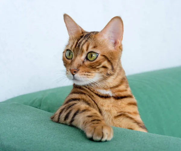 Eine Gefleckte Bengalkatze Lehnt Der Rückseite Des Wohnzimmersofas — Stockfoto