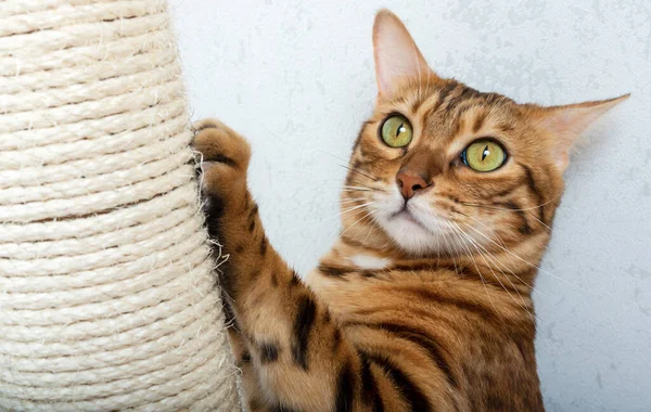 Tırmalama tahtası olan Bengal steyşın kedisi. Kedi tırnaklarını tırmalıyor. Hayvan bakımı
