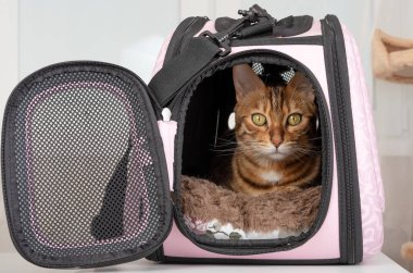 Bengal cat resting in a soft carrying bag