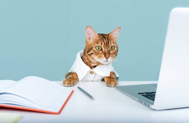 Cat - manager in a white shirt sitting in the office while working