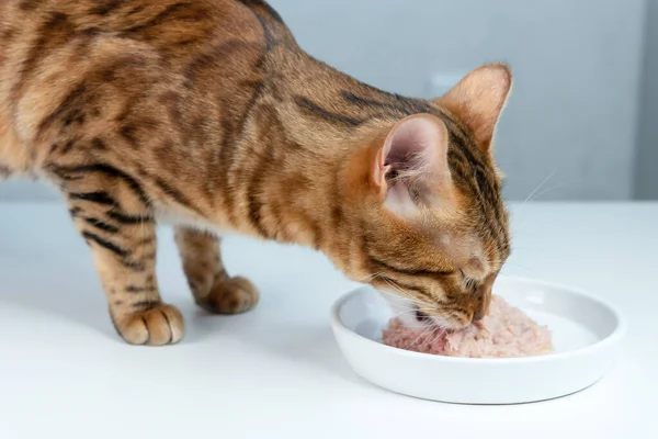 Bengal Cat Eats Canned Cat Food Tuna White Ceramic Plate — Stock Photo, Image