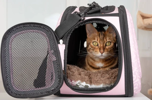 Bengal cat resting in a soft carrying bag