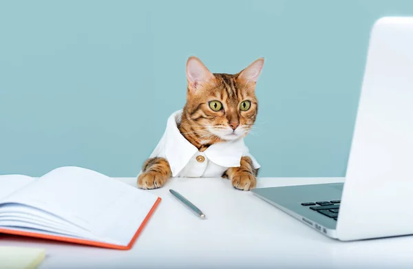 Cat - manager in a white shirt sitting in the office while working