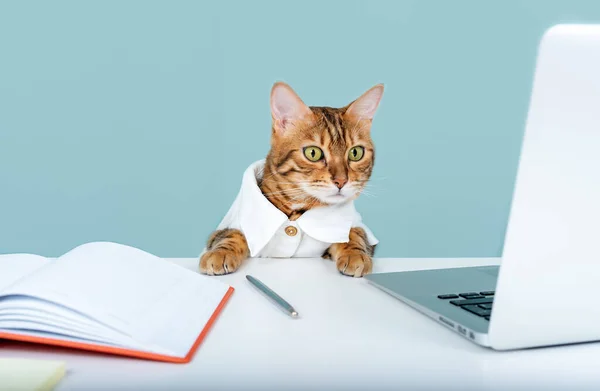 Cat Manager White Shirt Sitting Office While Working — Foto de Stock