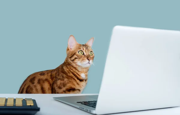 Domestic cat looks intently at the laptop screen while sitting at the office table