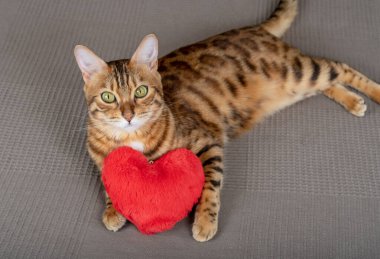 Kırmızı peluş kalbi olan altın bengal kedisi kahverengi arka planda izole edilmiş..