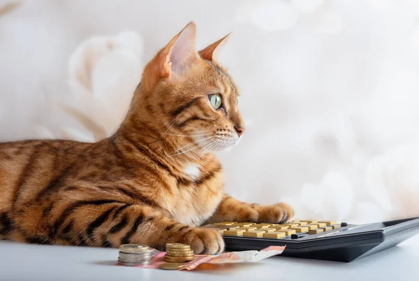 Bengal kedisi hesap makinesine güvenir, aile bütçesini yönetir, faturaları öder. Tasarruf kavramı.