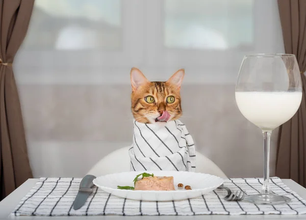 Bengal Cat Bib Waits Food Room Licks Its Lips — Stock Photo, Image