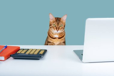 Bengal kedisi elinde kalem ve bilgisayar olan bir defterle bir masanın üzerinde oturur. Evden iş.