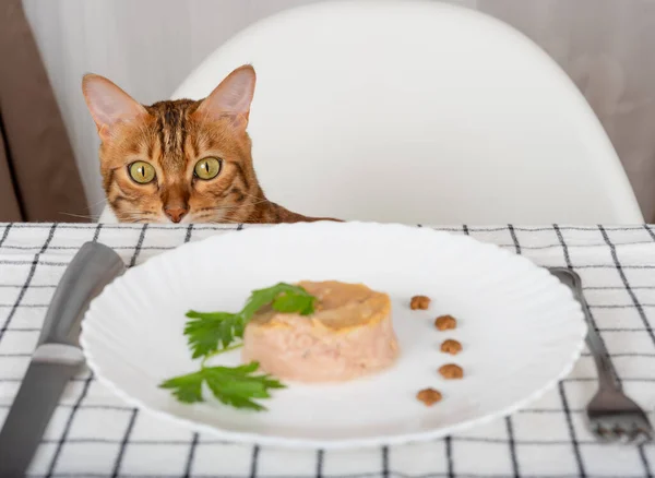 Evcil kedi masadan dışarı bakar ve yiyeceklere bakar.