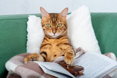 Domestic cat covered with a blanket with a book and glasses is resting on the couch