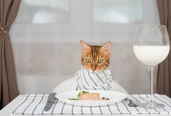 Domestic cat with bib at a served table with wet food and a glass of milk in the room
