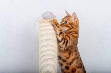 Bengal kedisi çizik direğinin yanında gri pelüş bir fareyle oynar.
