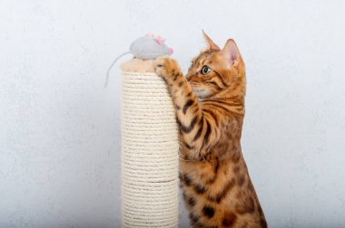 Bengal cat plays with a gray plush mouse next to a scratching post clipart