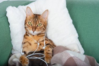 Kulaklıklı Bengal kedisi kanepede yatarken müzik dinliyor.