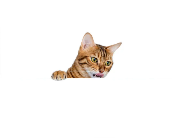 Bengaalse Kat Likt Zijn Lippen Kijkt Uit Van Achter Een — Stockfoto