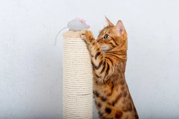 Bengal cat plays with a gray plush mouse next to a scratching post