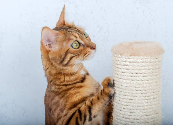 Roztomilá Bengálská Kočka Brousí Drápy Tyči Jutovým Lanem — Stock fotografie