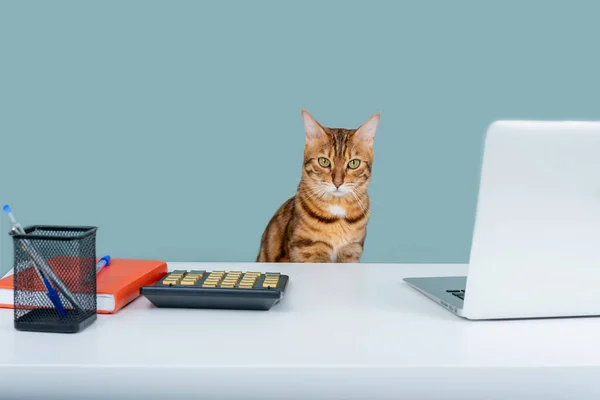 Tabby cat at white table with laptop, calculator, notepad, fun work from home concept